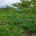 魔芋（湖北恩施本地花魔芋高山无公害育种基地）
