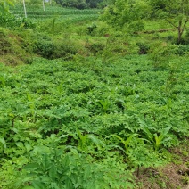 魔芋（湖北恩施本地花魔芋高山无公害育种基地）