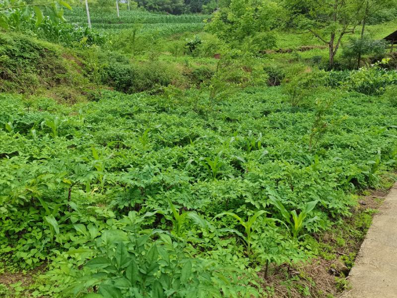 魔芋（湖北恩施本地花魔芋高山无公害育种基地）