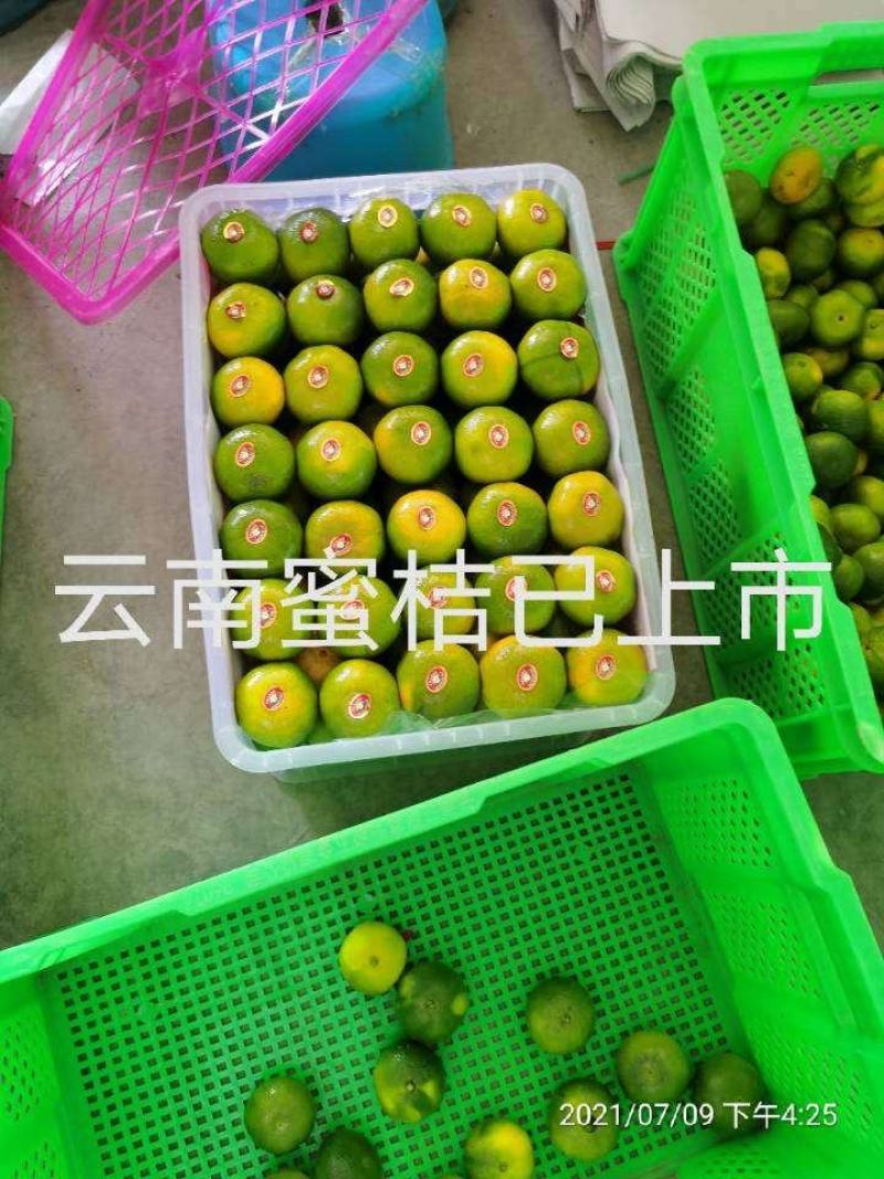 云南高山早熟蜜橘皮薄无渣