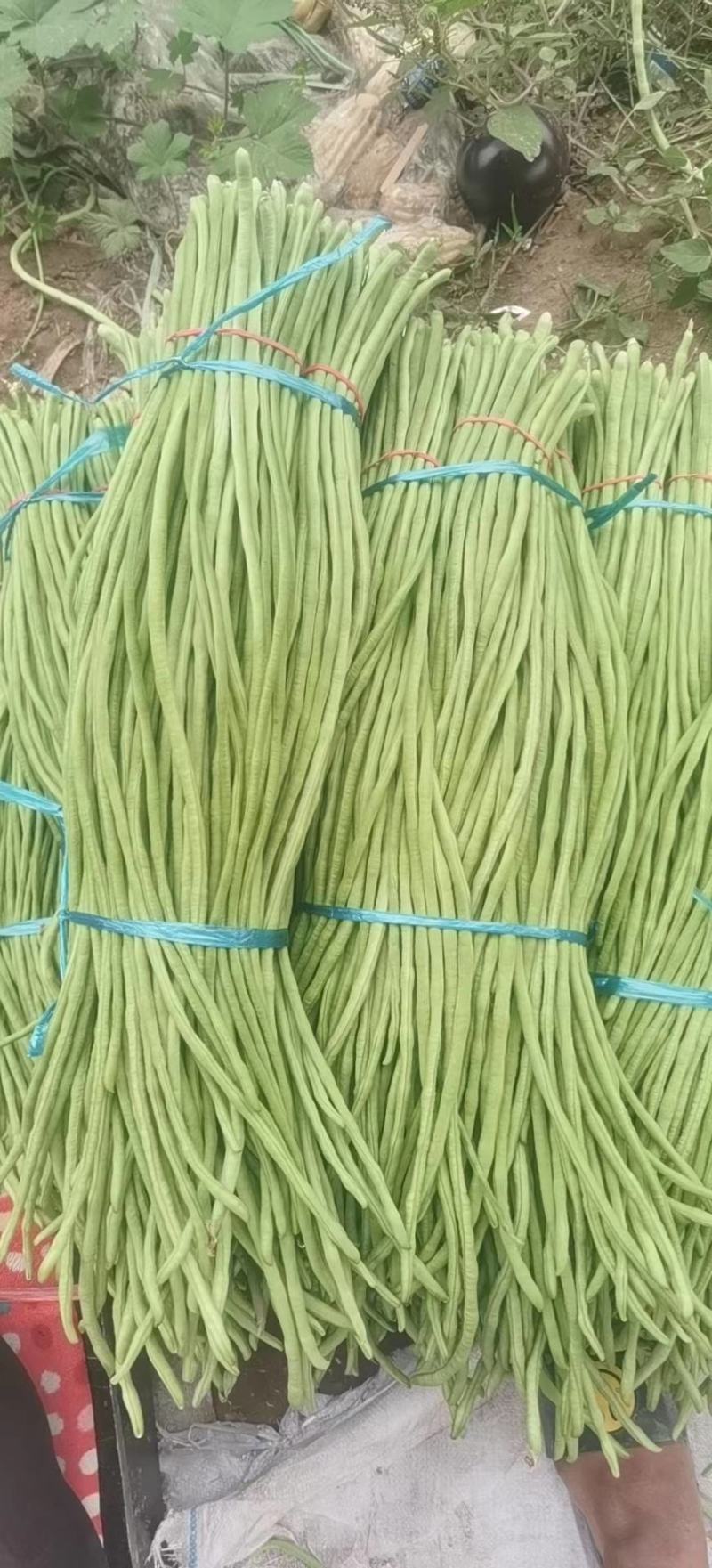 【荐】精品长豆角产地直销商超电商加工厂发货全国