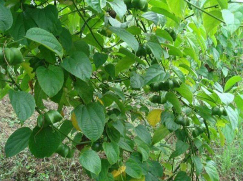 散装印加果种子南美油藤药材星油藤食用保健印奇果印加花生种
