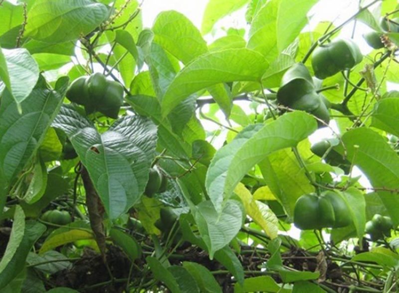 散装印加果种子南美油藤药材星油藤食用保健印奇果印加花生种