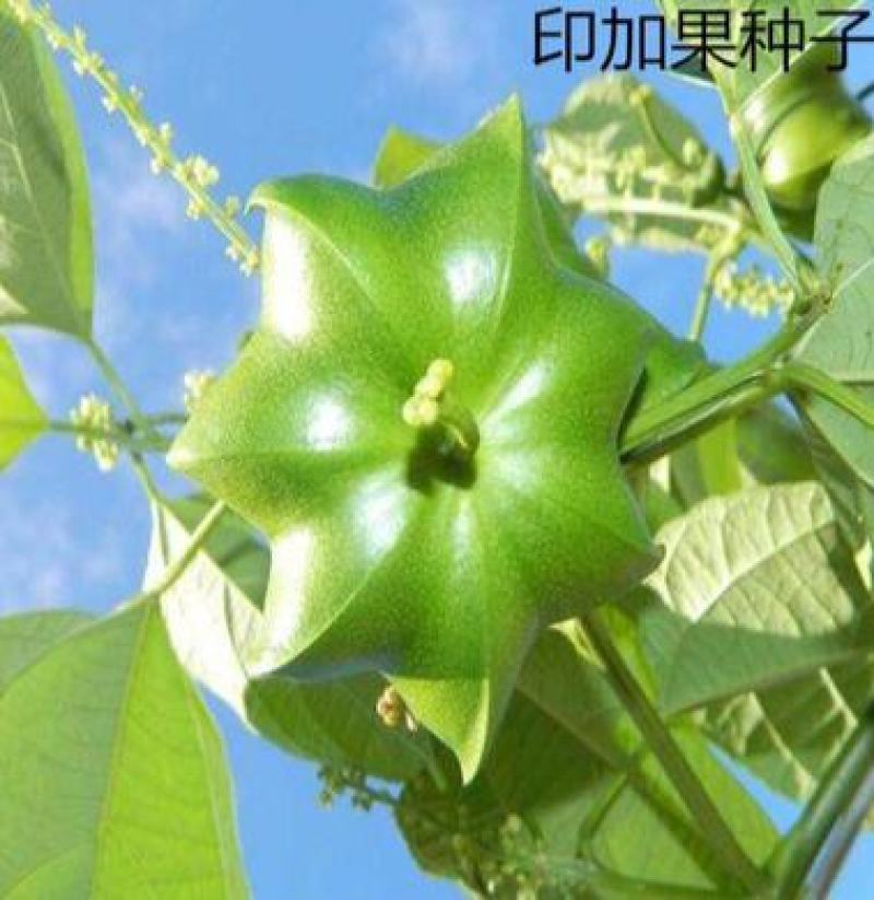 散装印加果种子南美油藤药材星油藤食用保健印奇果印加花生种
