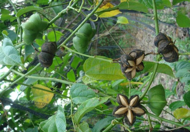 散装印加果种子南美油藤药材星油藤食用保健印奇果印加花生种