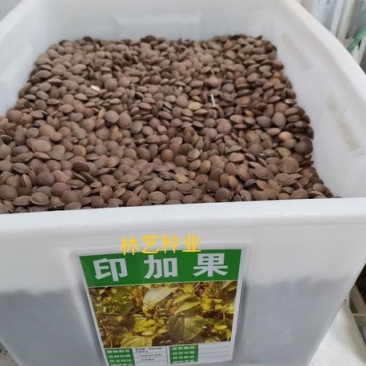 散装印加果种子南美油藤药材星油藤食用保健印奇果印加花生种