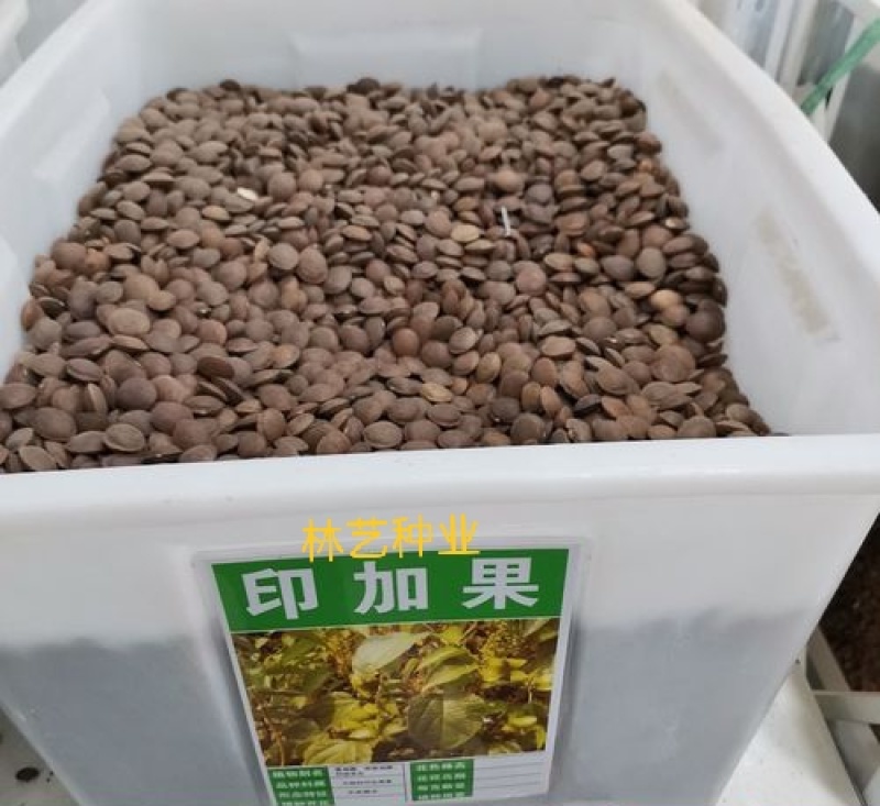 散装印加果种子南美油藤药材星油藤食用保健印奇果印加花生种