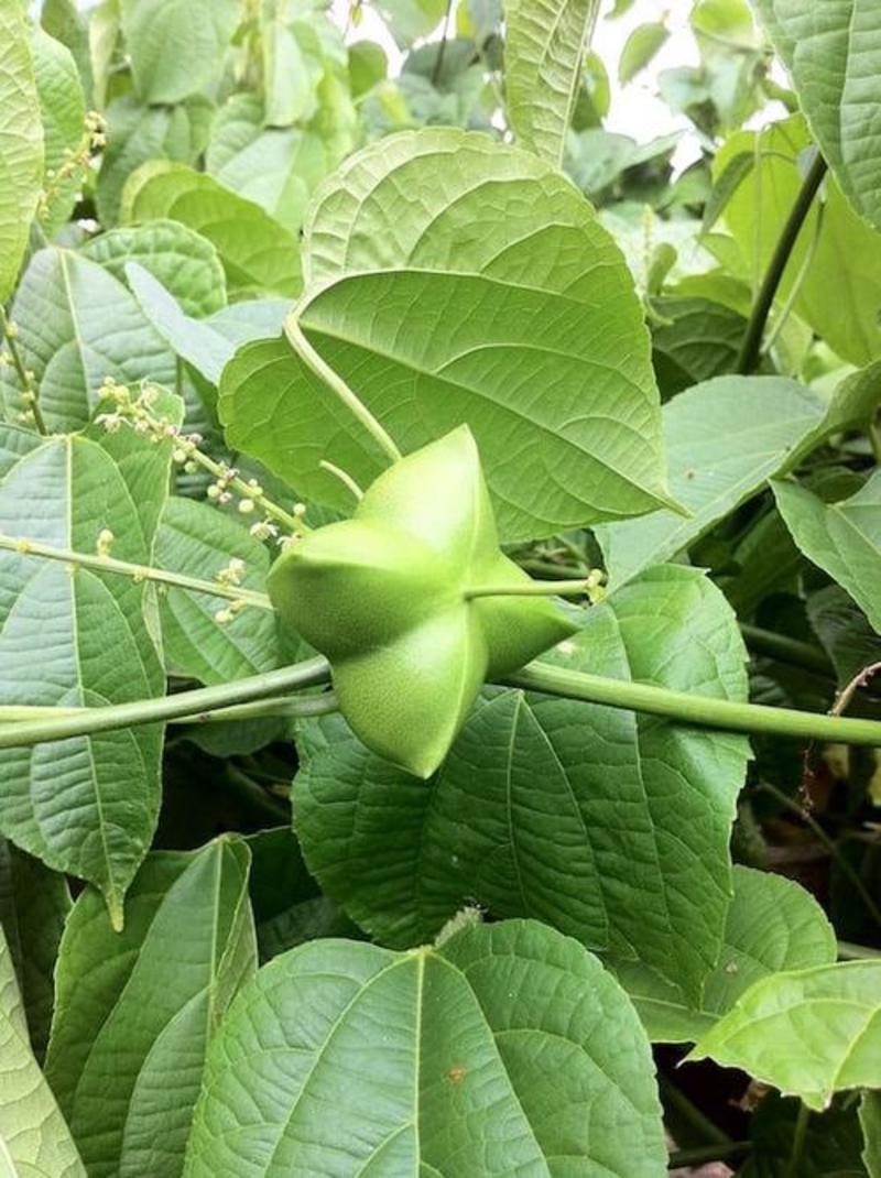 散装印加果种子南美油藤药材星油藤食用保健印奇果印加花生种