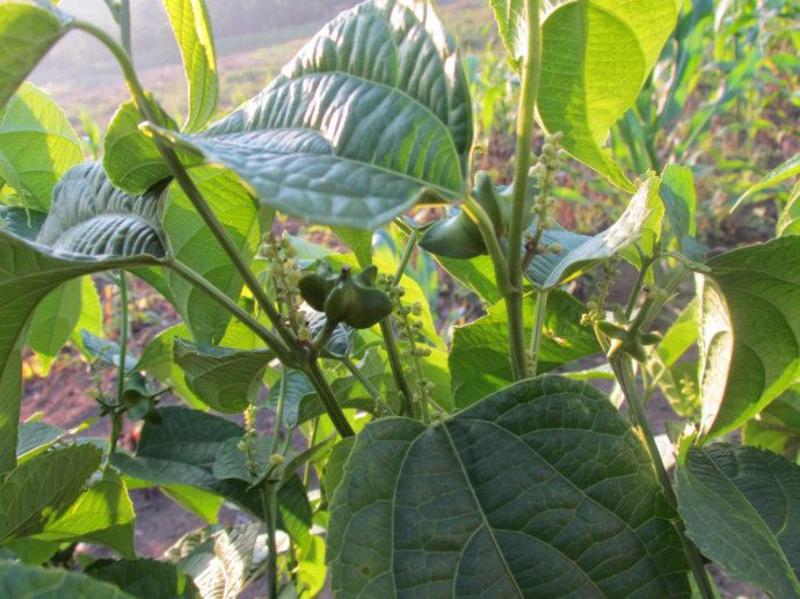 散装印加果种子南美油藤药材星油藤食用保健印奇果印加花生种