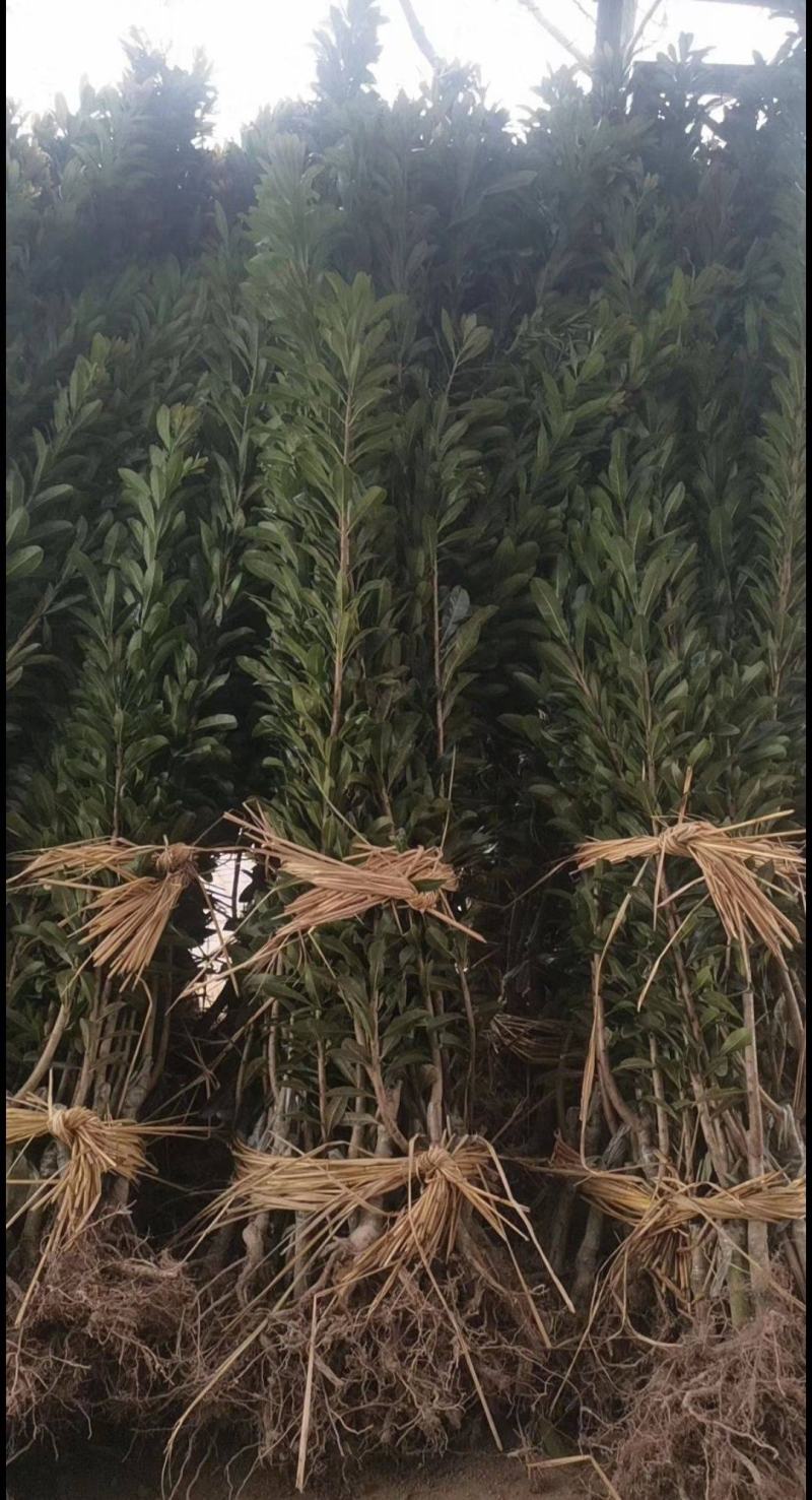 正宗嫁接杨梅树苗乌梅苗东魁杨梅果树苗盆栽地栽南方种植