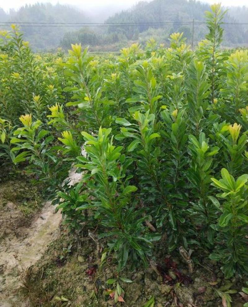 正宗嫁接杨梅树苗乌梅苗东魁杨梅果树苗盆栽地栽南方种植