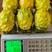 燕窝火龙果苗新品种黄皮白肉黄色火龙果苗厄瓜多尔麒麟果苗