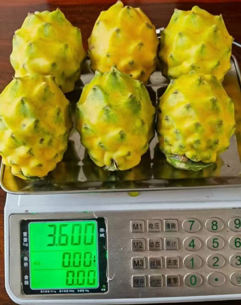 燕窝火龙果苗新品种黄皮白肉黄色火龙果苗厄瓜多尔麒麟果苗