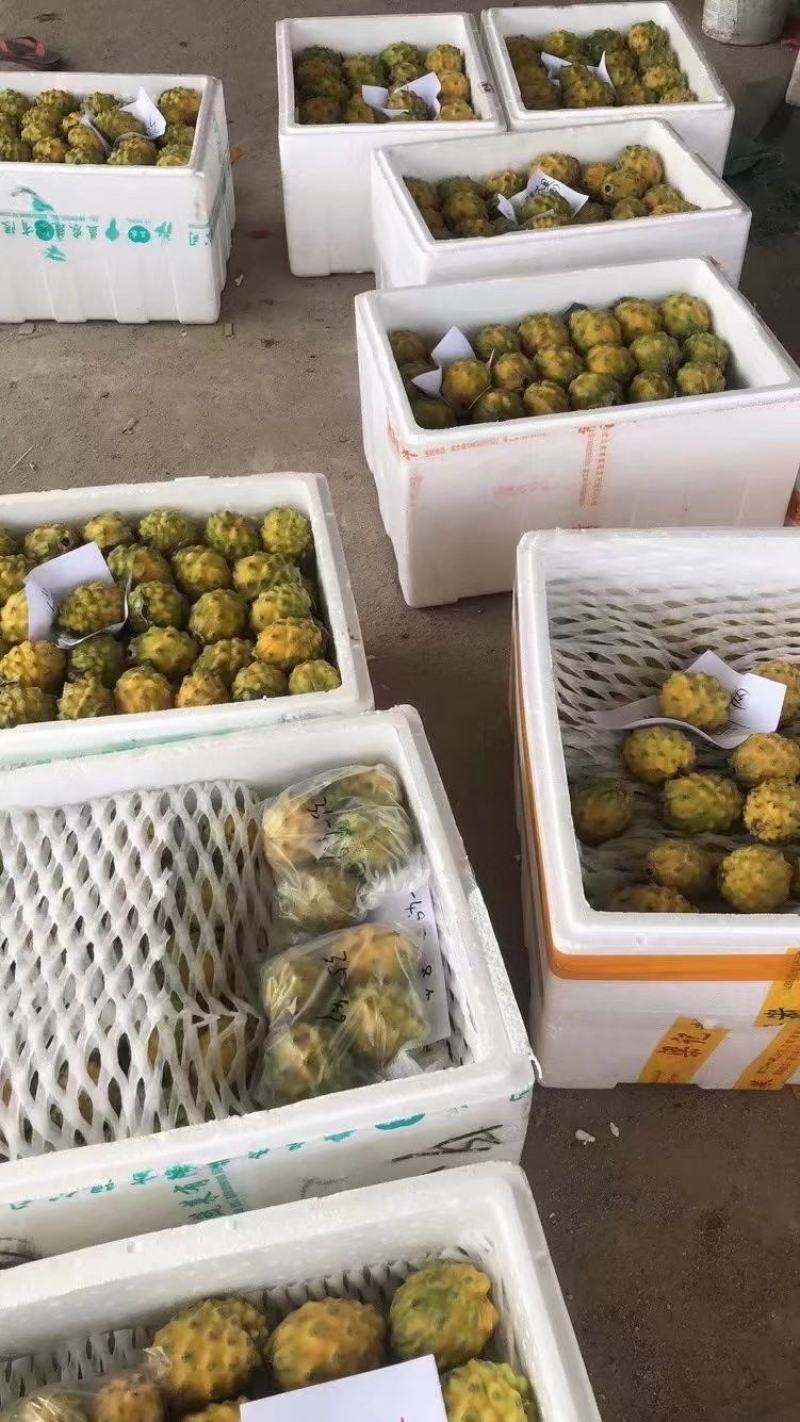 燕窝火龙果苗新品种黄皮白肉黄色火龙果苗厄瓜多尔麒麟果苗