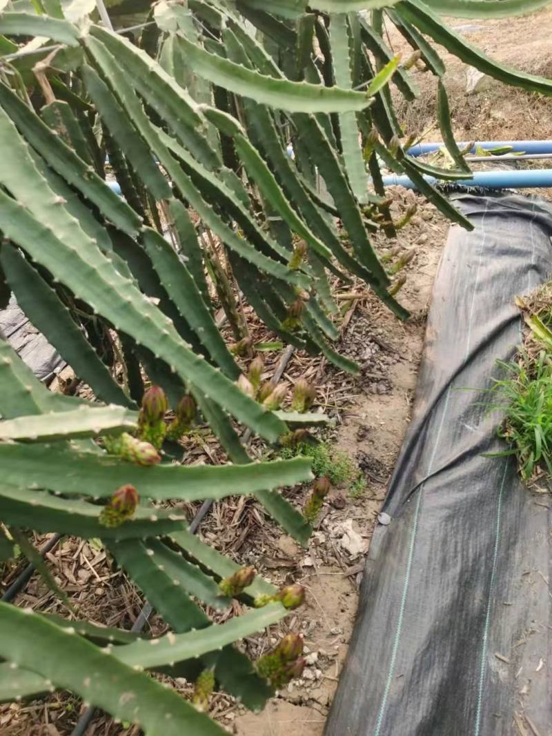 燕窝火龙果苗新品种黄皮白肉黄色火龙果苗厄瓜多尔麒麟果苗