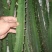 燕窝火龙果苗新品种黄皮白肉黄色火龙果苗厄瓜多尔麒麟果苗