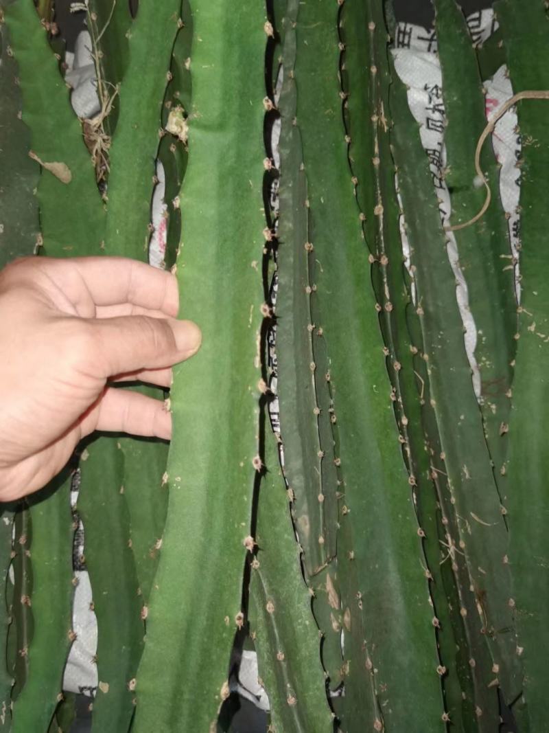 燕窝火龙果苗新品种黄皮白肉黄色火龙果苗厄瓜多尔麒麟果苗