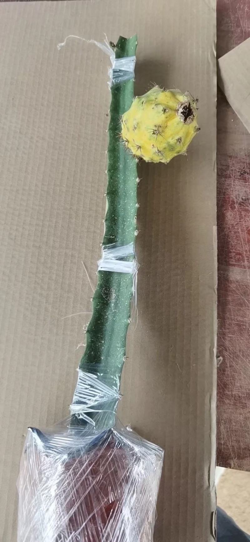 燕窝火龙果苗新品种黄皮白肉黄色火龙果苗厄瓜多尔麒麟果苗