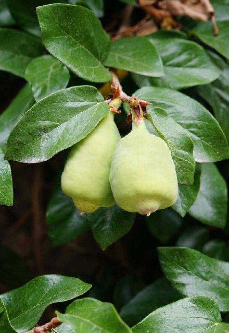 薜荔种子凉粉子木莲凉粉果果实可以做凉粉解暑