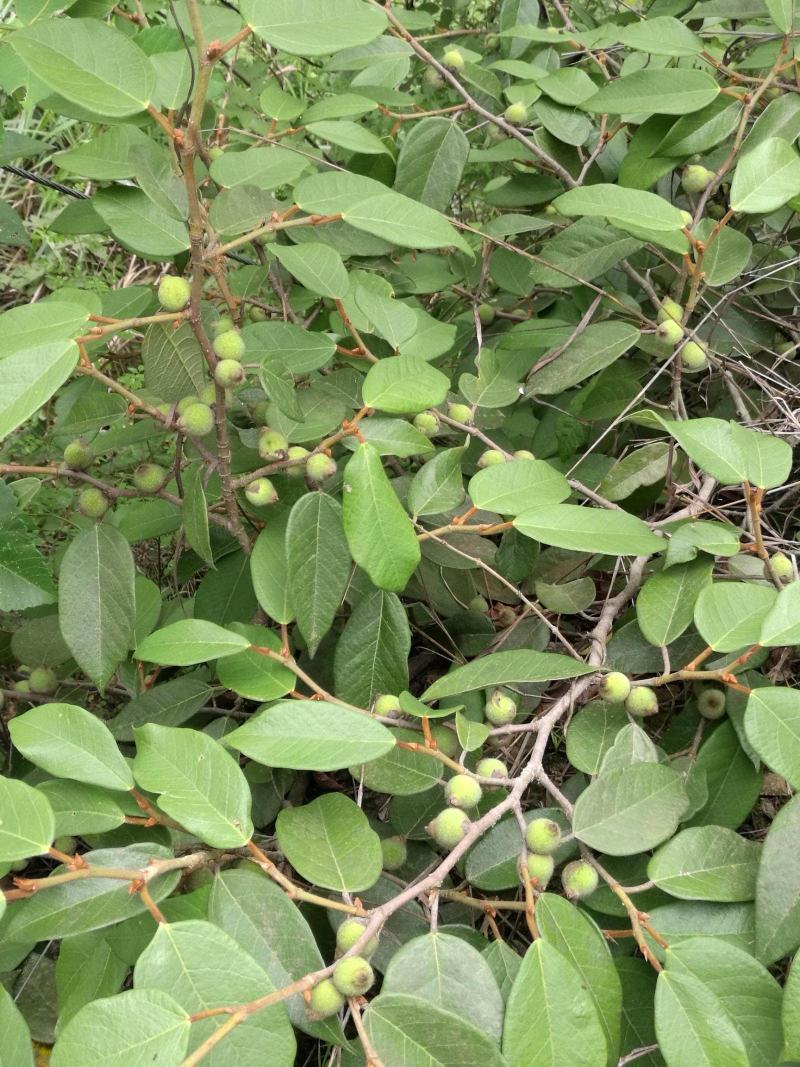 薜荔种子凉粉子木莲凉粉果果实可以做凉粉解暑