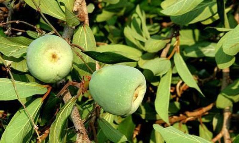 薜荔种子凉粉子木莲凉粉果果实可以做凉粉解暑