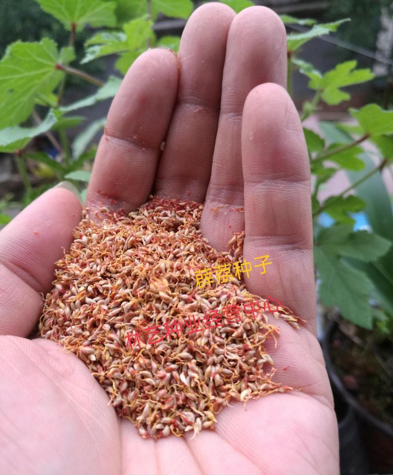 薜荔种子凉粉子木莲凉粉果果实可以做凉粉解暑