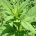 败酱草种子又叫菥蓂苏败酱遏蓝菜多年生草本植物带根全草可入