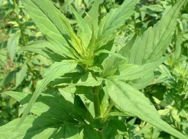 败酱草种子又叫菥蓂苏败酱遏蓝菜多年生草本植物带根全草可入