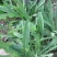 败酱草种子又叫菥蓂苏败酱遏蓝菜多年生草本植物带根全草可入