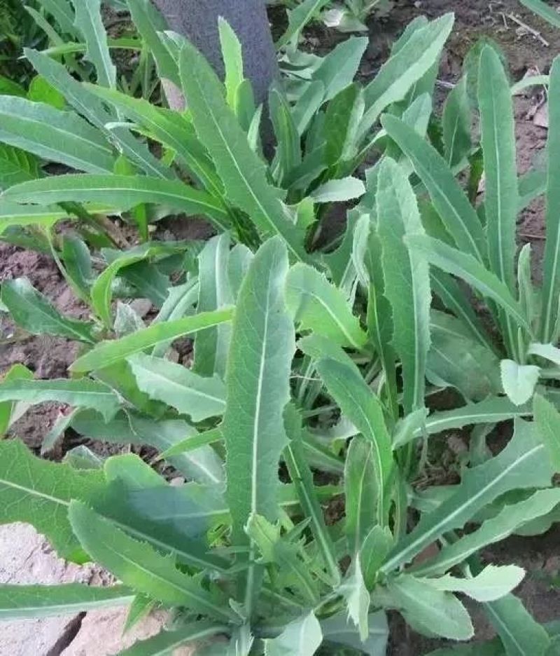 败酱草种子又叫菥蓂苏败酱遏蓝菜多年生草本植物带根全草可入