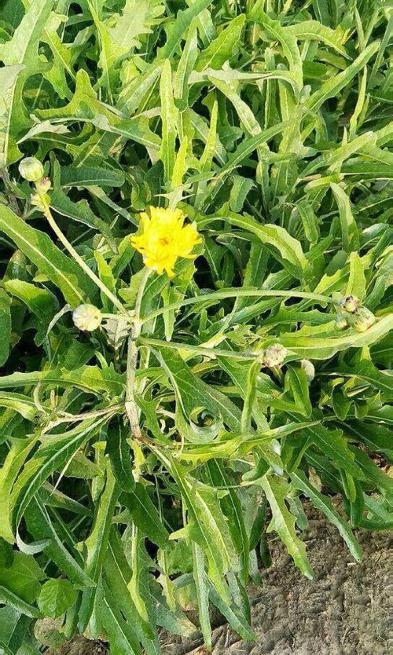 败酱草种子又叫菥蓂苏败酱遏蓝菜多年生草本植物带根全草可入