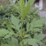 败酱草种子又叫菥蓂苏败酱遏蓝菜多年生草本植物带根全草可入