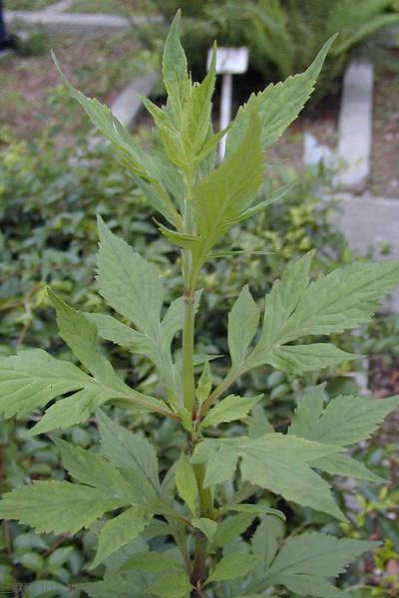 败酱草种子又叫菥蓂苏败酱遏蓝菜多年生草本植物带根全草可入