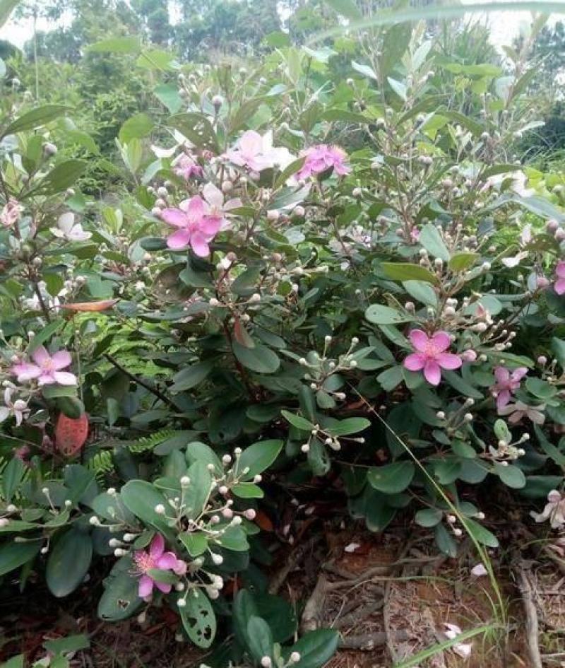 桃金娘种子哆尼仲尼山菍多莲当梨根桃舅娘当泥稔子树种子