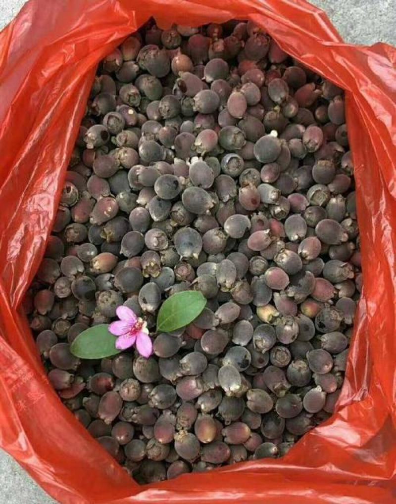 桃金娘种子哆尼仲尼山菍多莲当梨根桃舅娘当泥稔子树种子