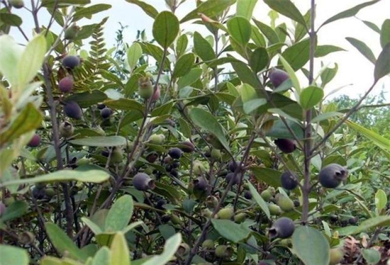 桃金娘种子哆尼仲尼山菍多莲当梨根桃舅娘当泥稔子树种子