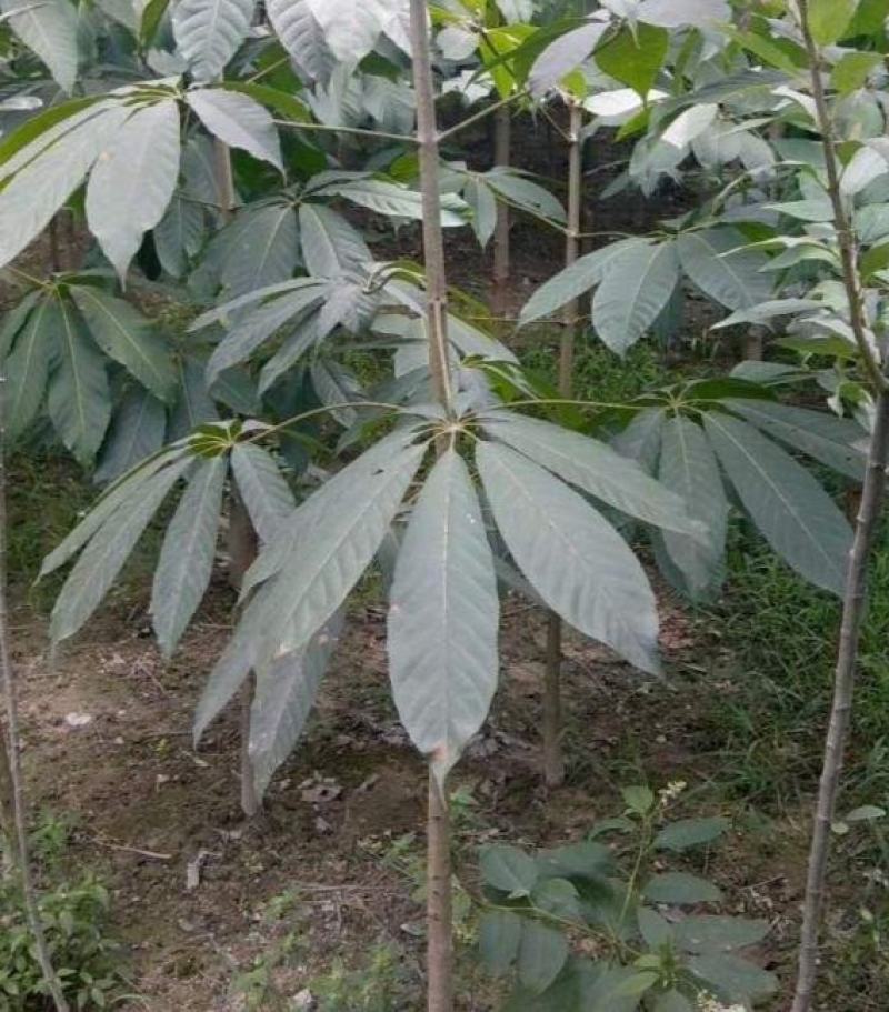 七叶树种子梭椤树-天师栗-开心果-白红花七叶树种子