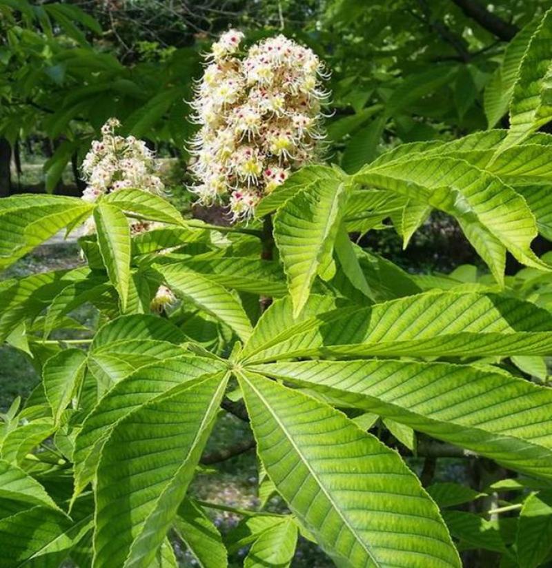 七叶树种子梭椤树-天师栗-开心果-白红花七叶树种子