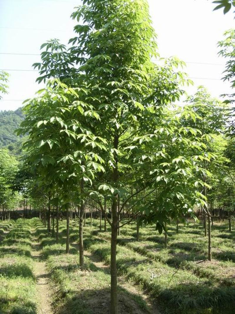 七叶树种子梭椤树-天师栗-开心果-白红花七叶树种子