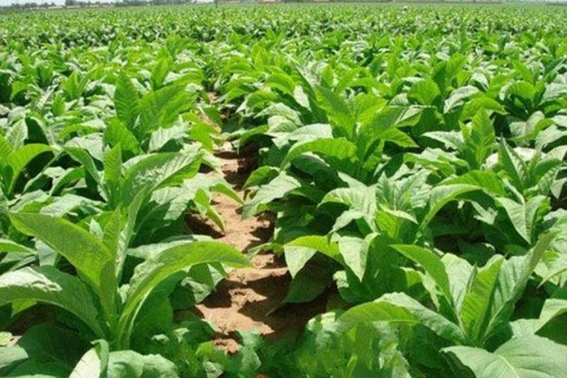 烟草种子香料烟烤烟种子国际中高端烟草种旱烟叶种子