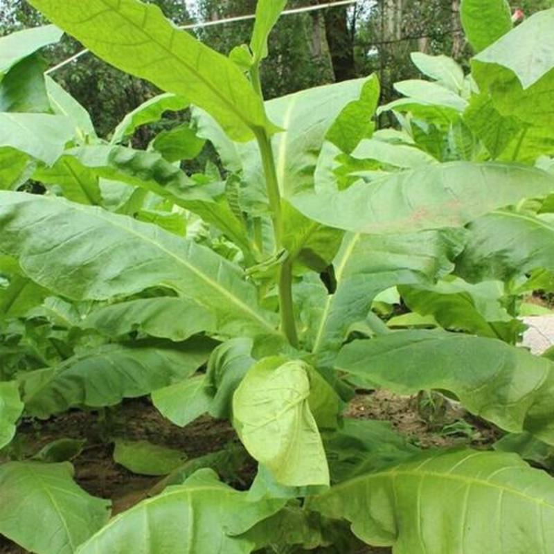 烟草种子香料烟烤烟种子国际中高端烟草种旱烟叶种子