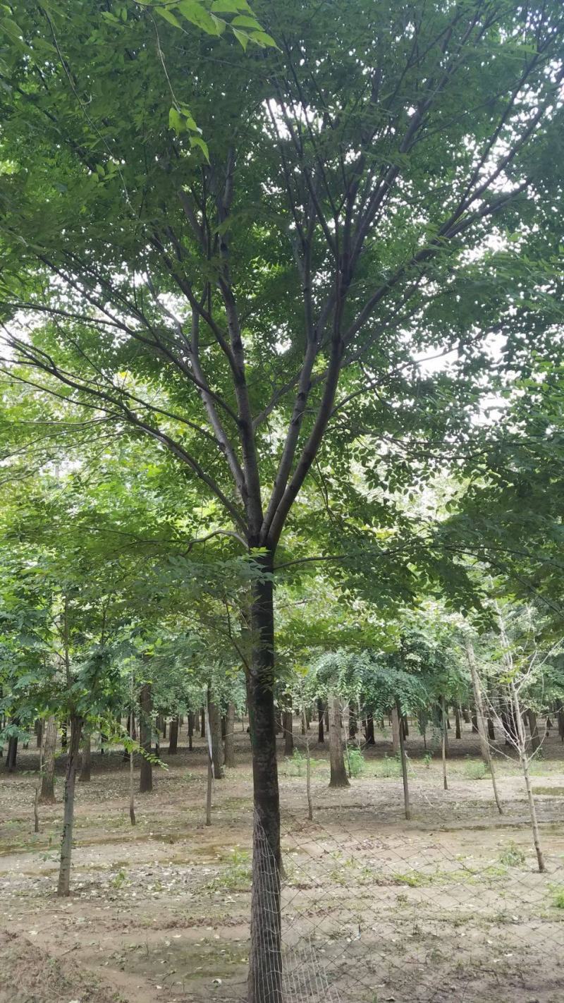 榉树种子新采小果榉青榉白榉血榉大果榉种子红榉树