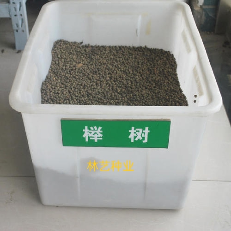 榉树种子新采小果榉青榉白榉血榉大果榉种子红榉树