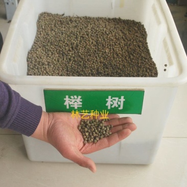 榉树种子新采小果榉青榉白榉血榉大果榉种子红榉树