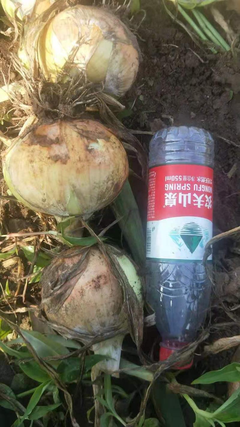 辽宁锦州凌海市圆葱大量上市，欢迎各地老板前来我地区采购！