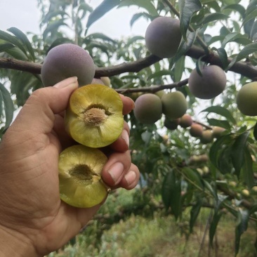 苍溪半边红茵红李基地直发电商货源大量出售