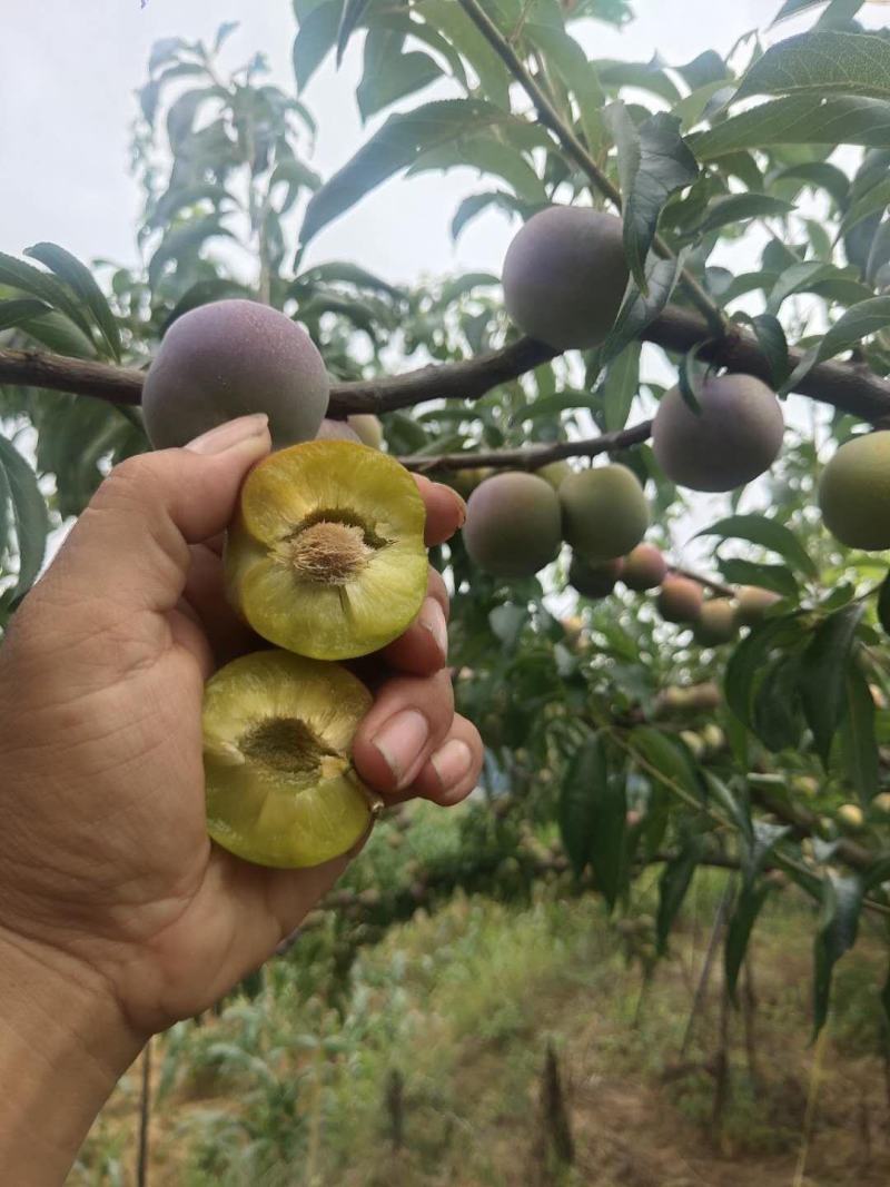 苍溪半边红茵红李基地直发电商货源大量出售