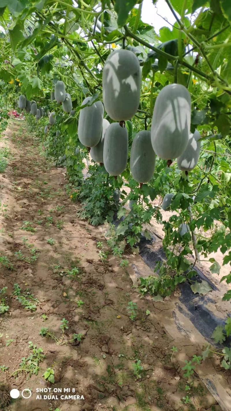 河南水果冬瓜，实地考察，视频看货，线上保障交易。