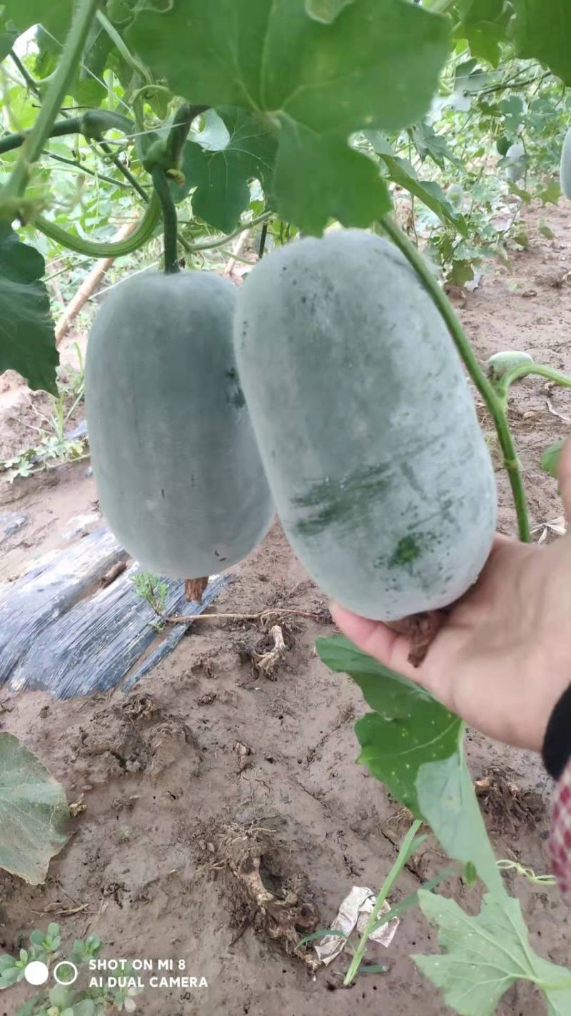 河南水果冬瓜，实地考察，视频看货，线上保障交易。