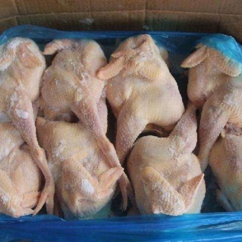 山东清真三黄鸡,一手货源，保质保量，量大从优！
